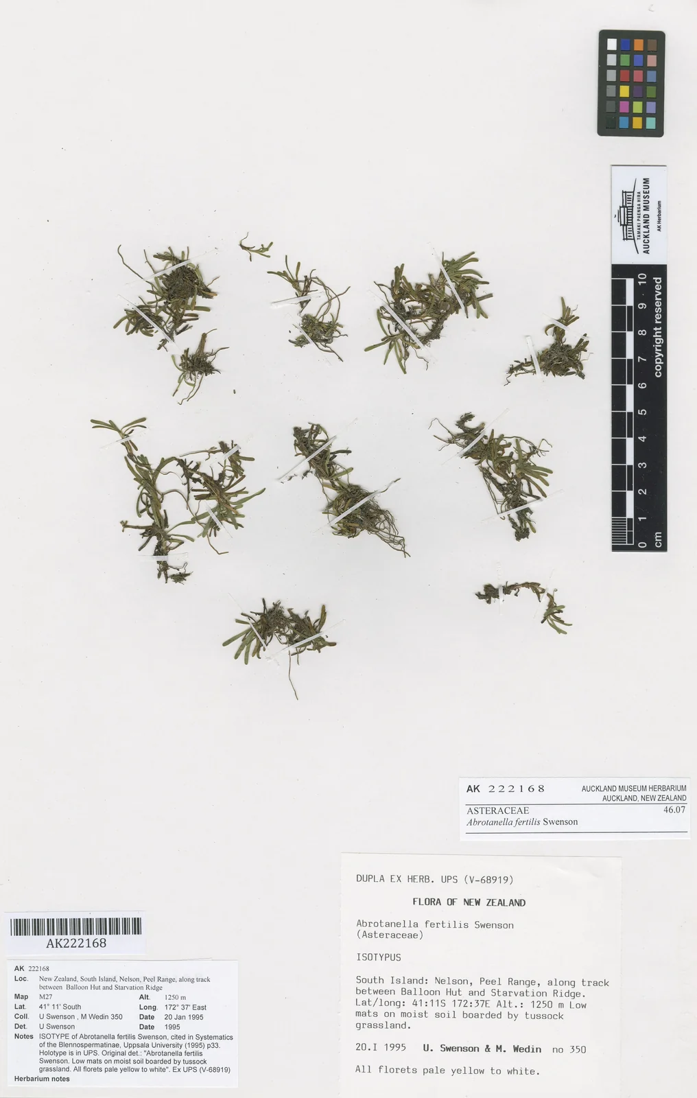 Abrotanella Fertilis Native Plant (Abrotanella fertilis)