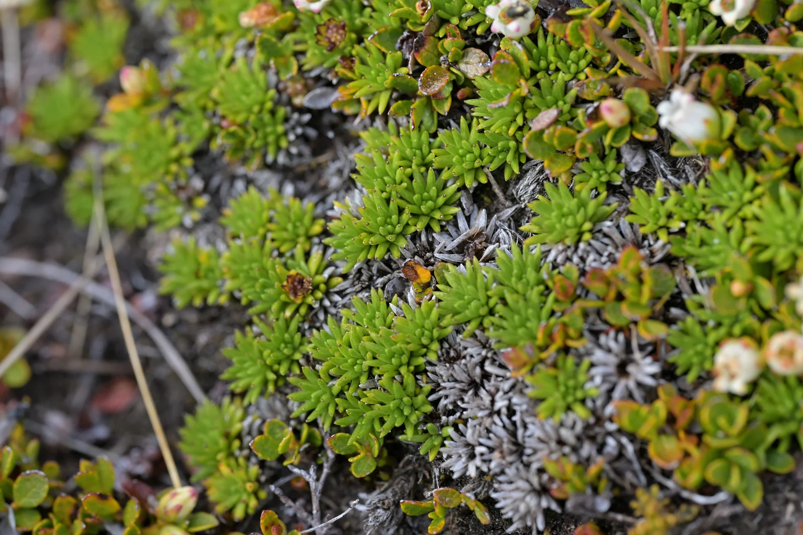 Abrotanella Inconspicua Native Plant (Abrotanella inconspicua)