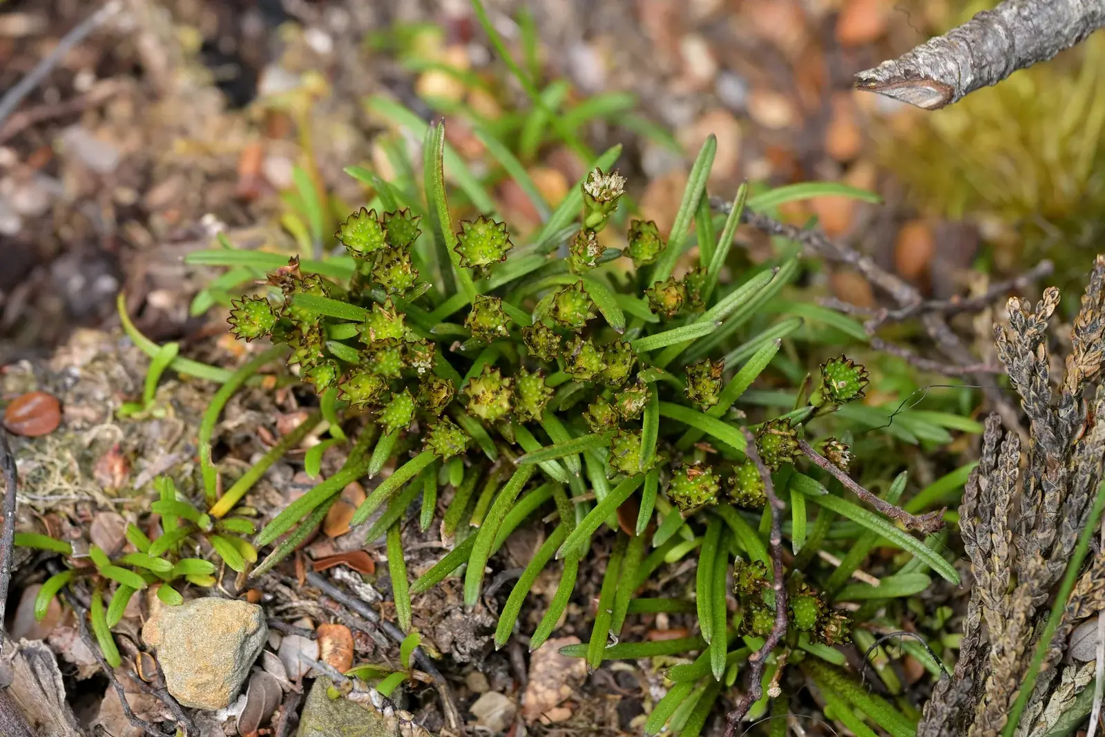 Abrotanella Linearis Native Plant (Abrotanella linearis)