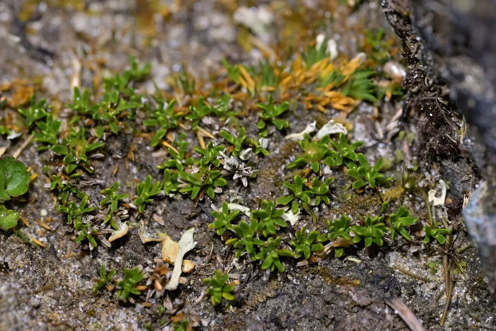 Abrotanella Muscosa Native Plant (Abrotanella muscosa)
