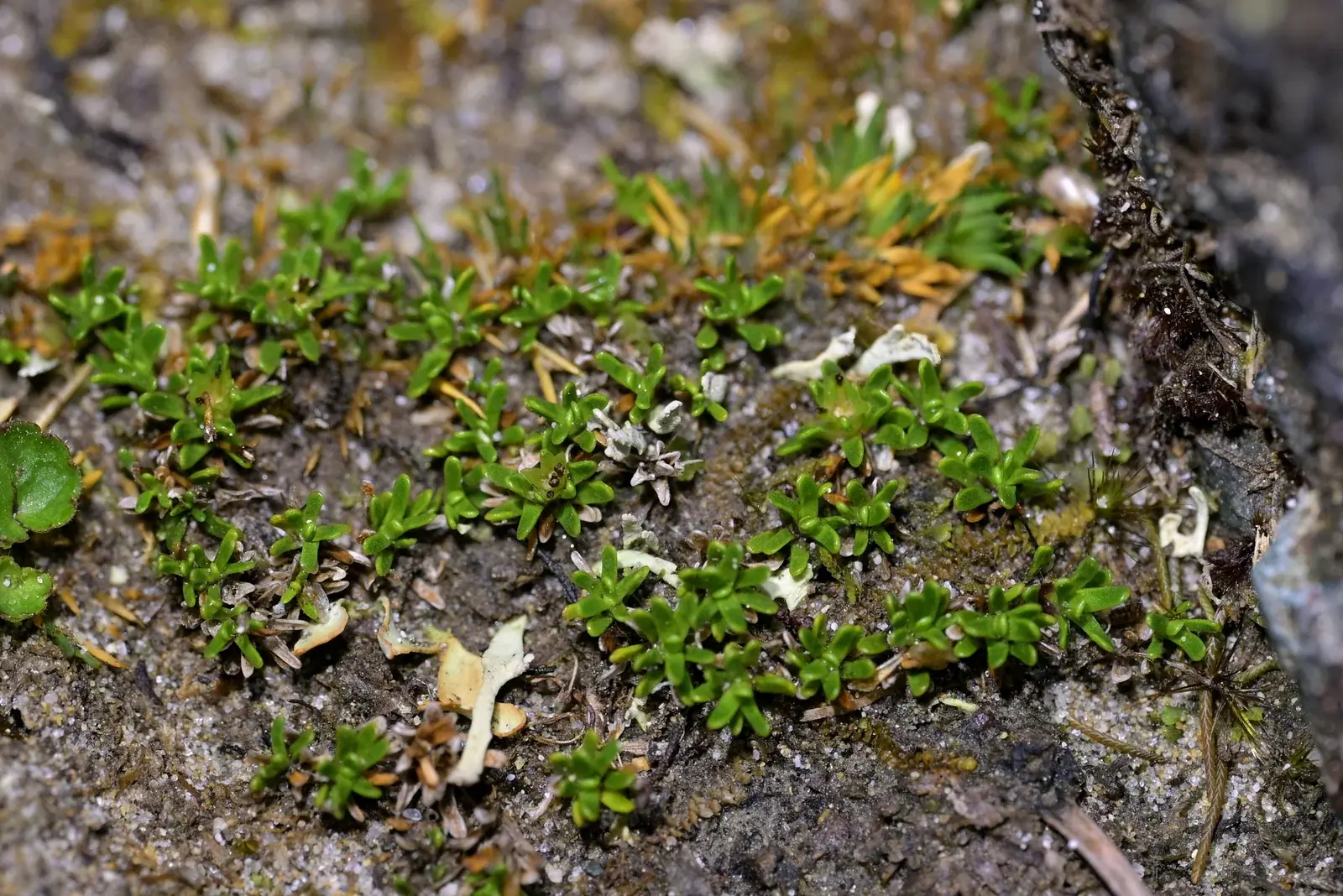 Abrotanella Muscosa Native Plant (Abrotanella muscosa)