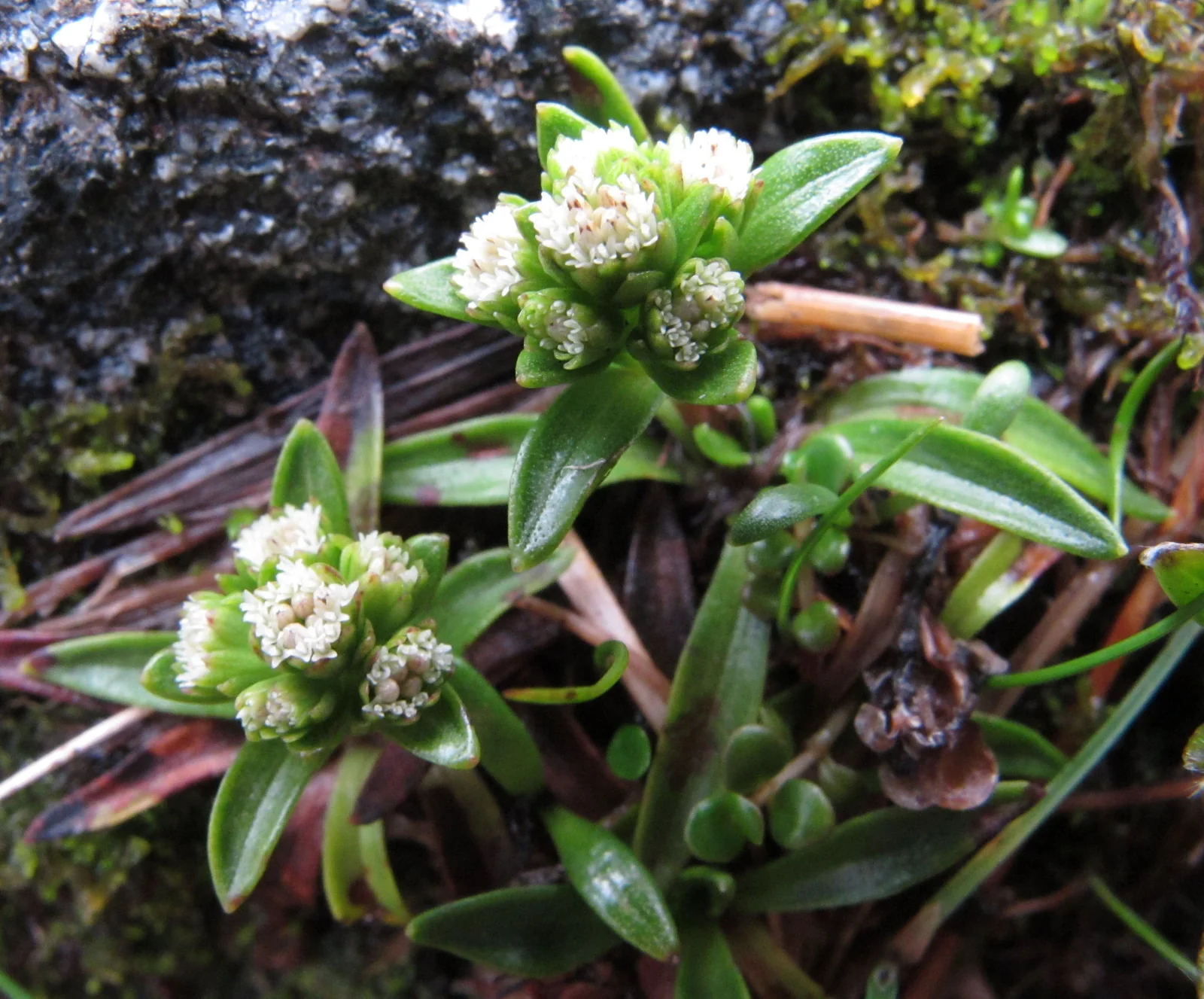Abrotanella Rostrata Native Plant (Abrotanella rostrata)
