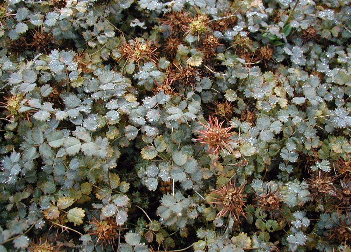 Acaena buchananii (Acaena buchananii)