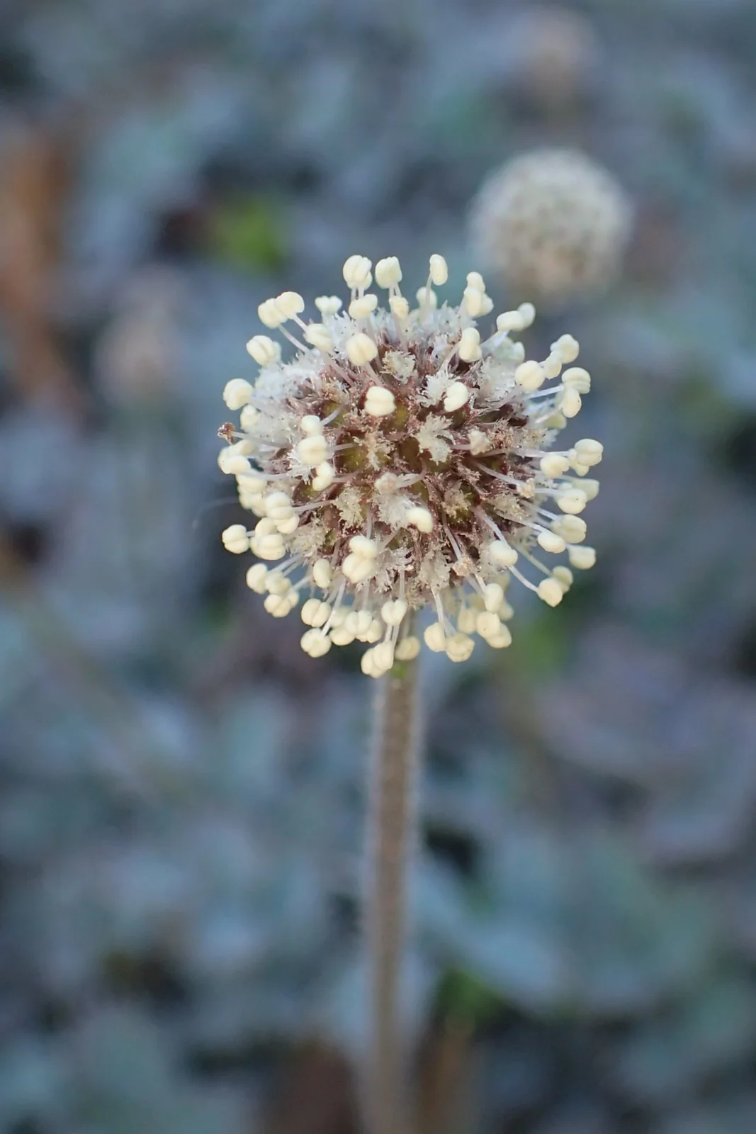 Acaena Caesiiglauca Native Plant (Acaena caesiiglauca)