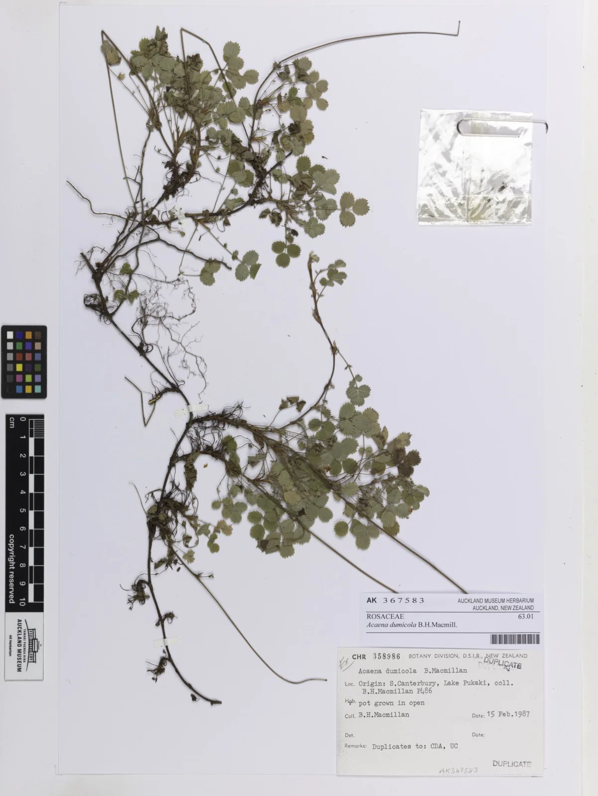 Acaena Dumicola Native Plant (Acaena dumicola)