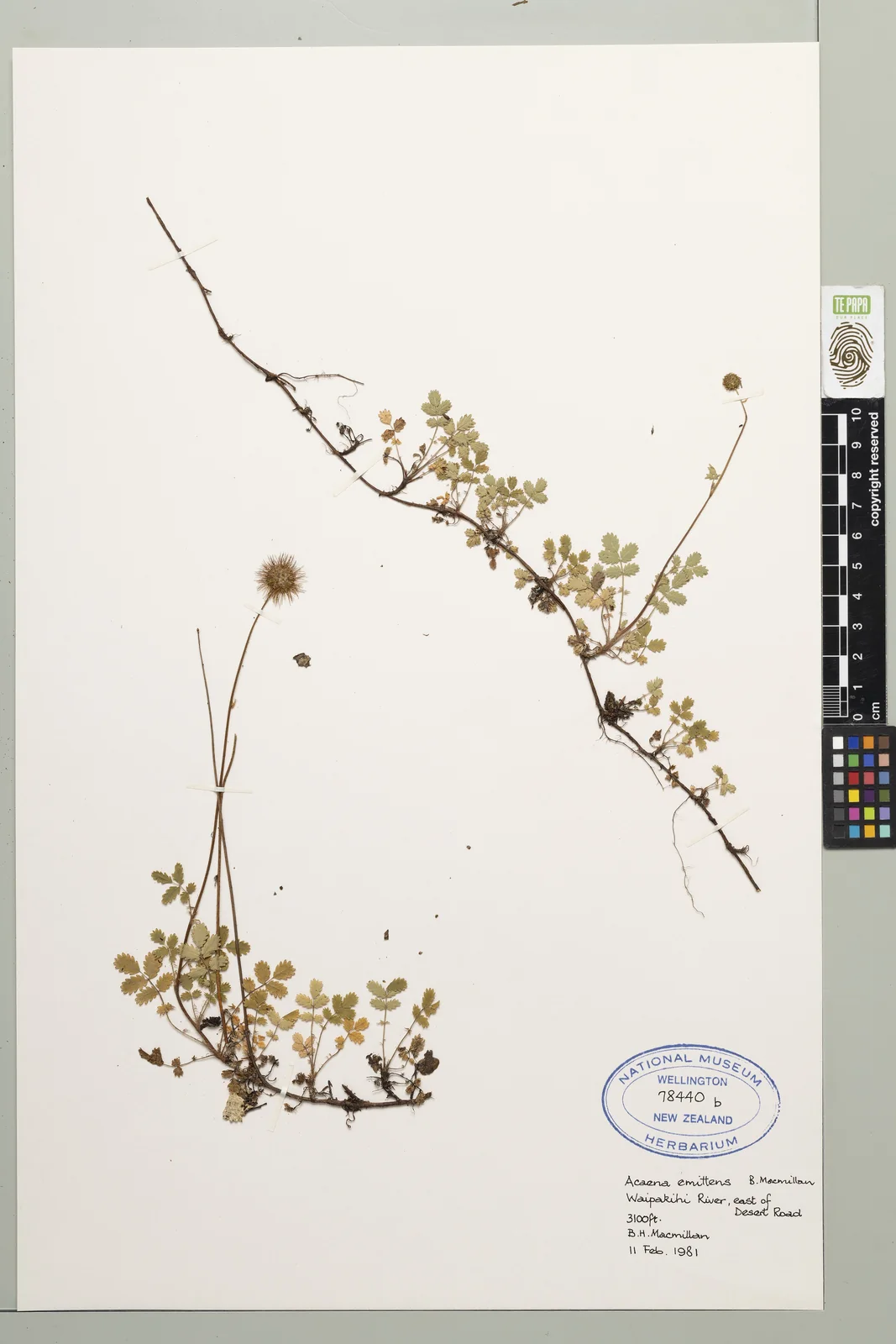 Acaena Emittens Native Plant (Acaena emittens)
