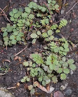Sand-dune Bidibidi (Acaena fissistipula)