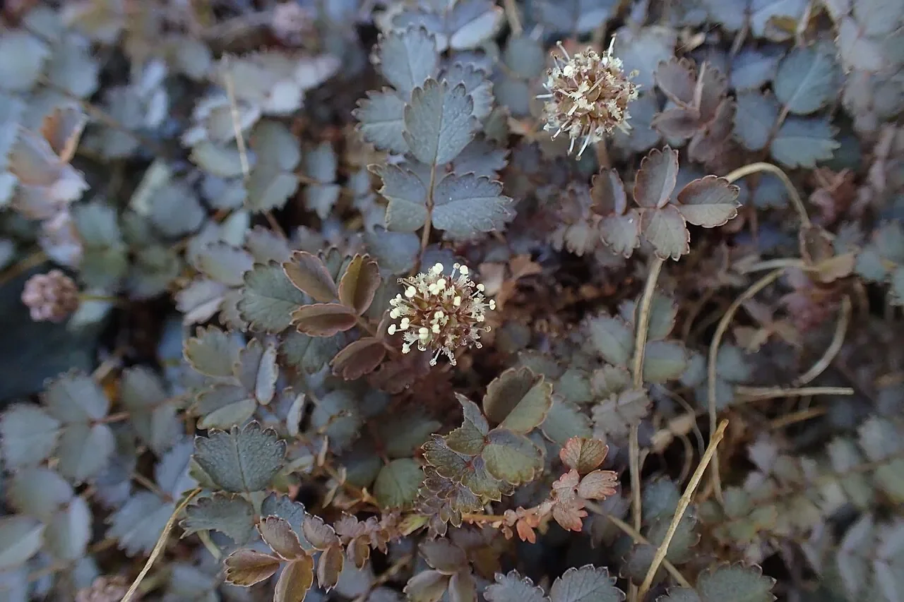 Bidibidi (Acaena inermis)