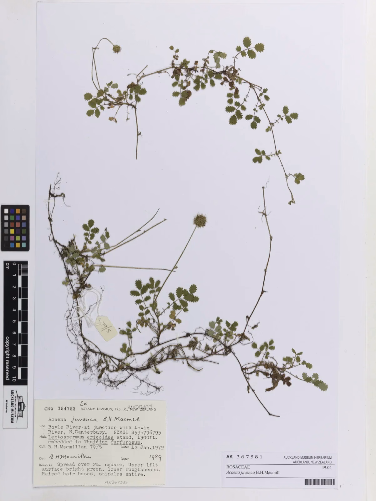 Acaena Juvenca Native Plant (Acaena juvenca)