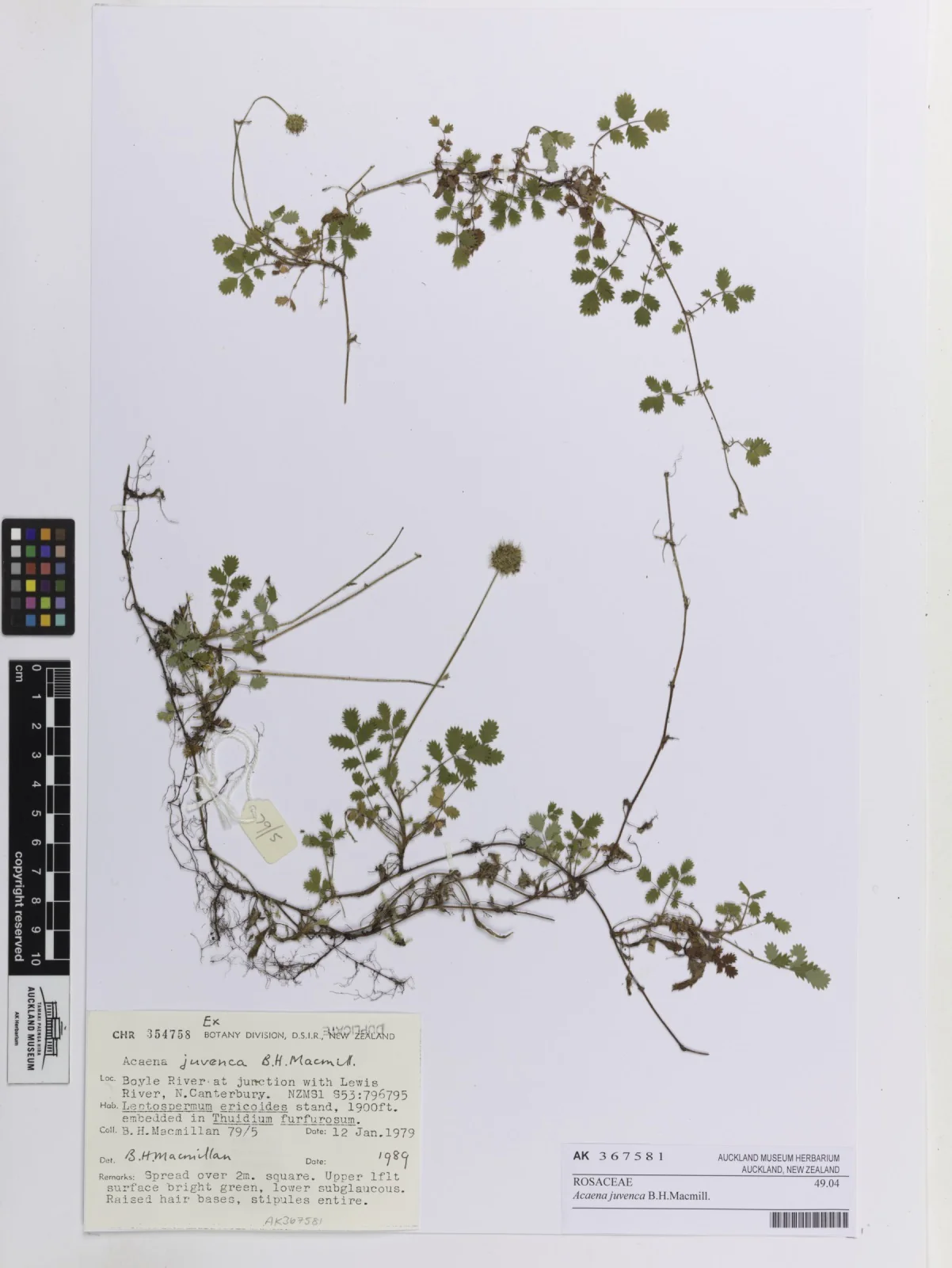 Acaena Juvenca Native Plant (Acaena juvenca)