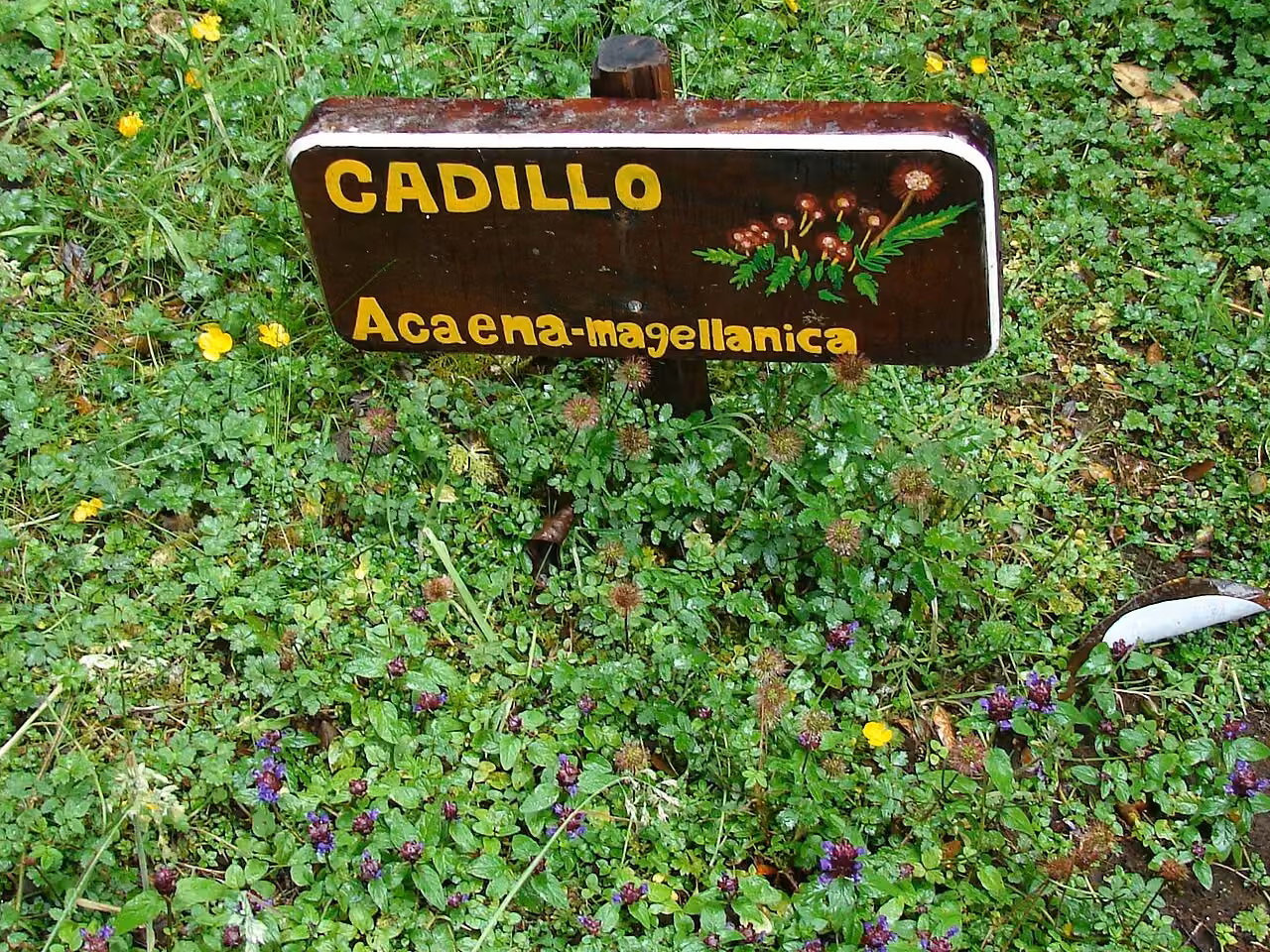 Acaena magellanica (Acaena magellanica)