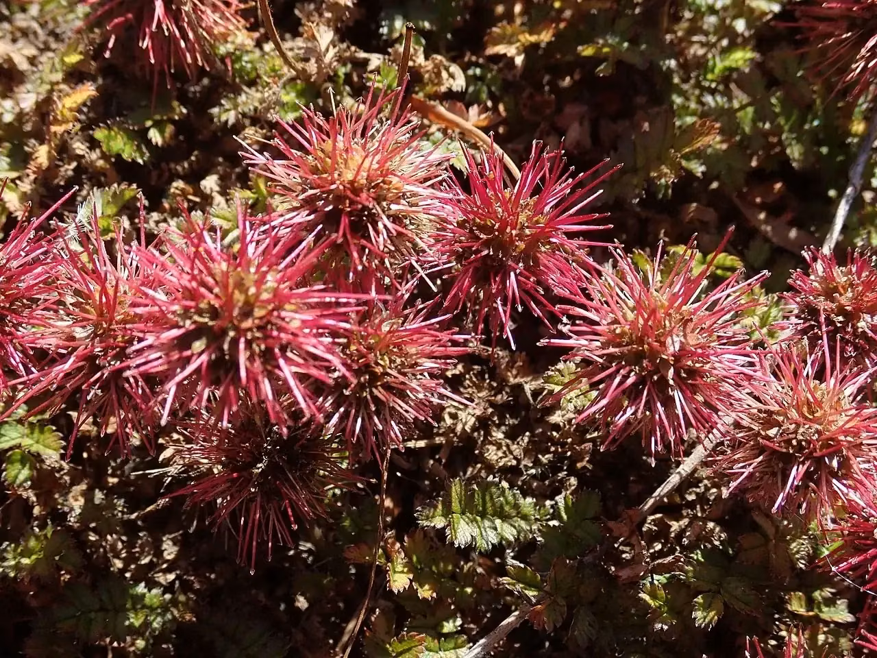Small-leaved Bidibidi