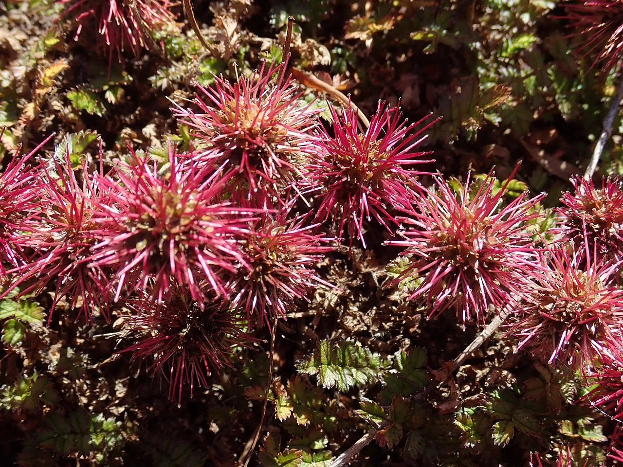Small-leaved Bidibidi (Acaena microphylla) showing its characteristic dense mat growth habit and small orbicular leaflets
