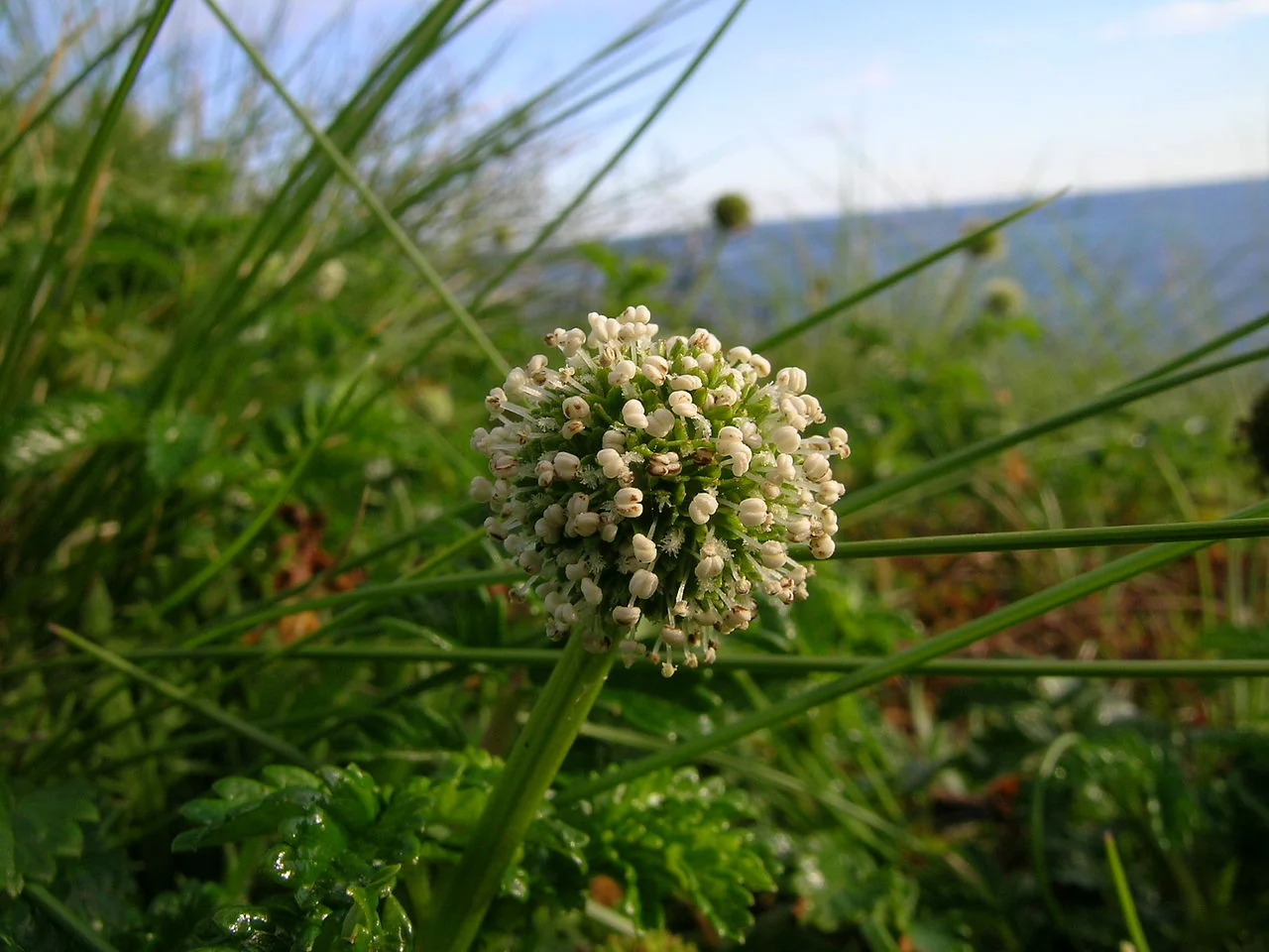 Native Ground Cover