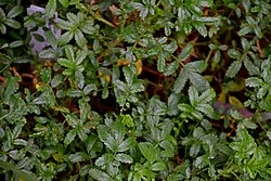 Sand Piripiri (Acaena pallida) hero image