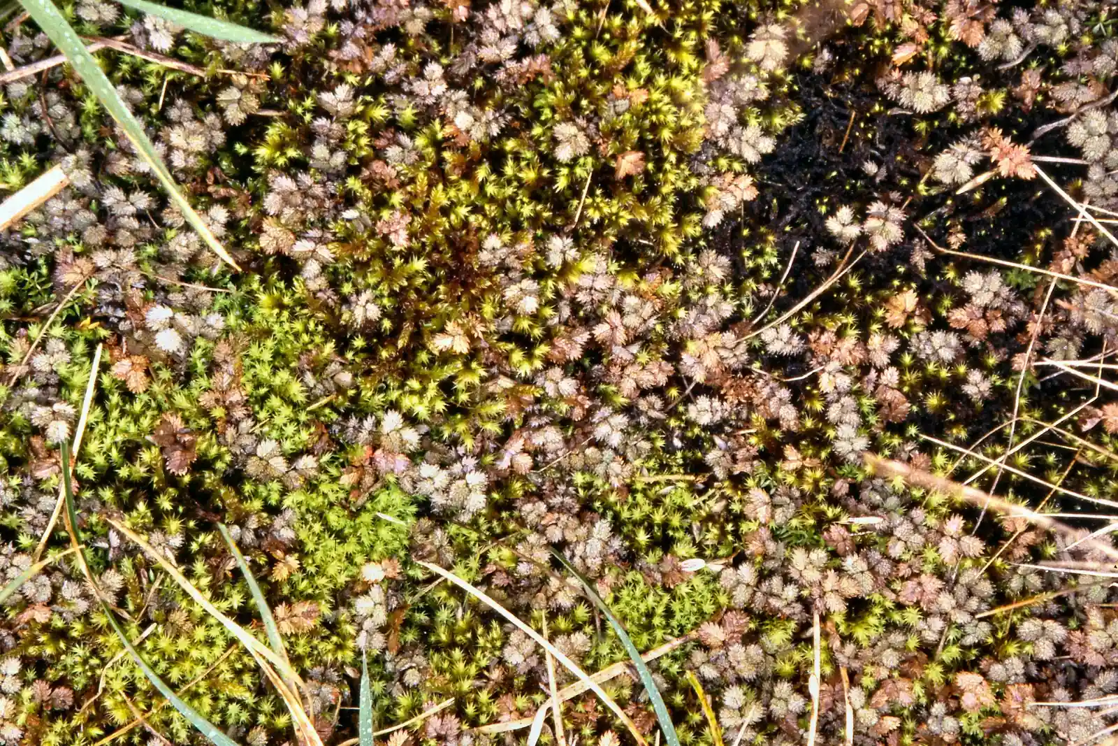 Acaena Rorida Native Plant (Acaena rorida)