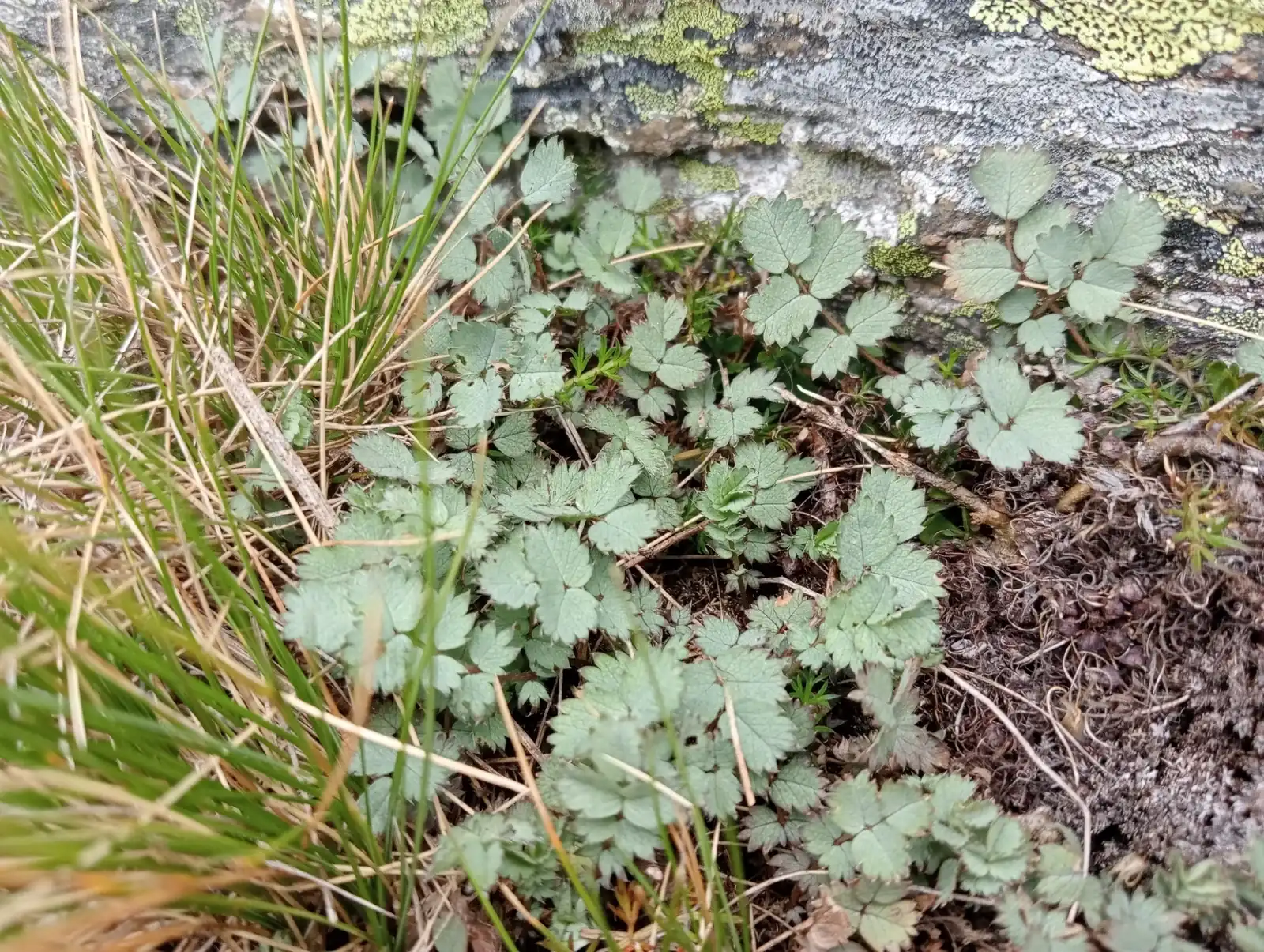 Acaena Tesca Native Plant (Acaena tesca)