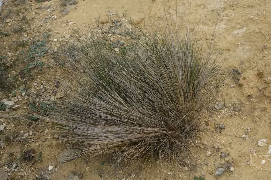 Achnatherum Petriei Grass (Achnatherum petriei)