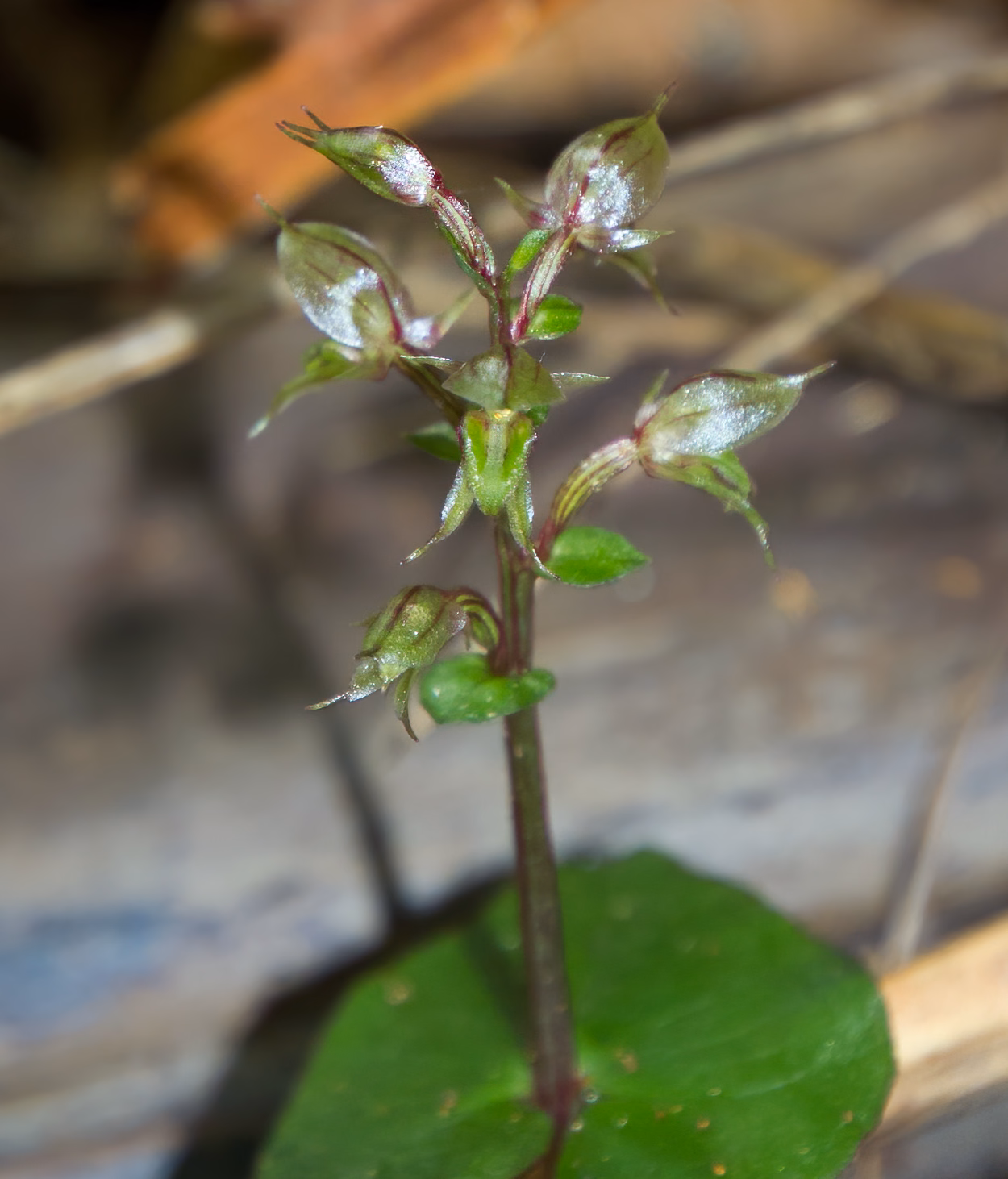 Acianthus sinclairii (Acianthus sinclairii) hero image