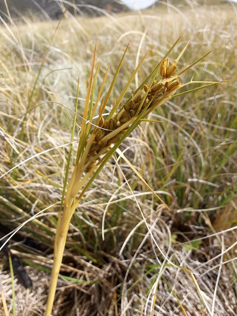Speargrass (Aciphylla anomala)