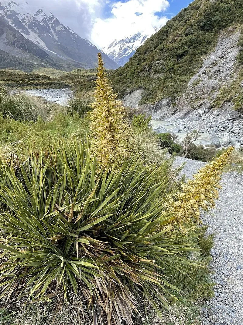 Golden speargrass (Aciphylla aurea)