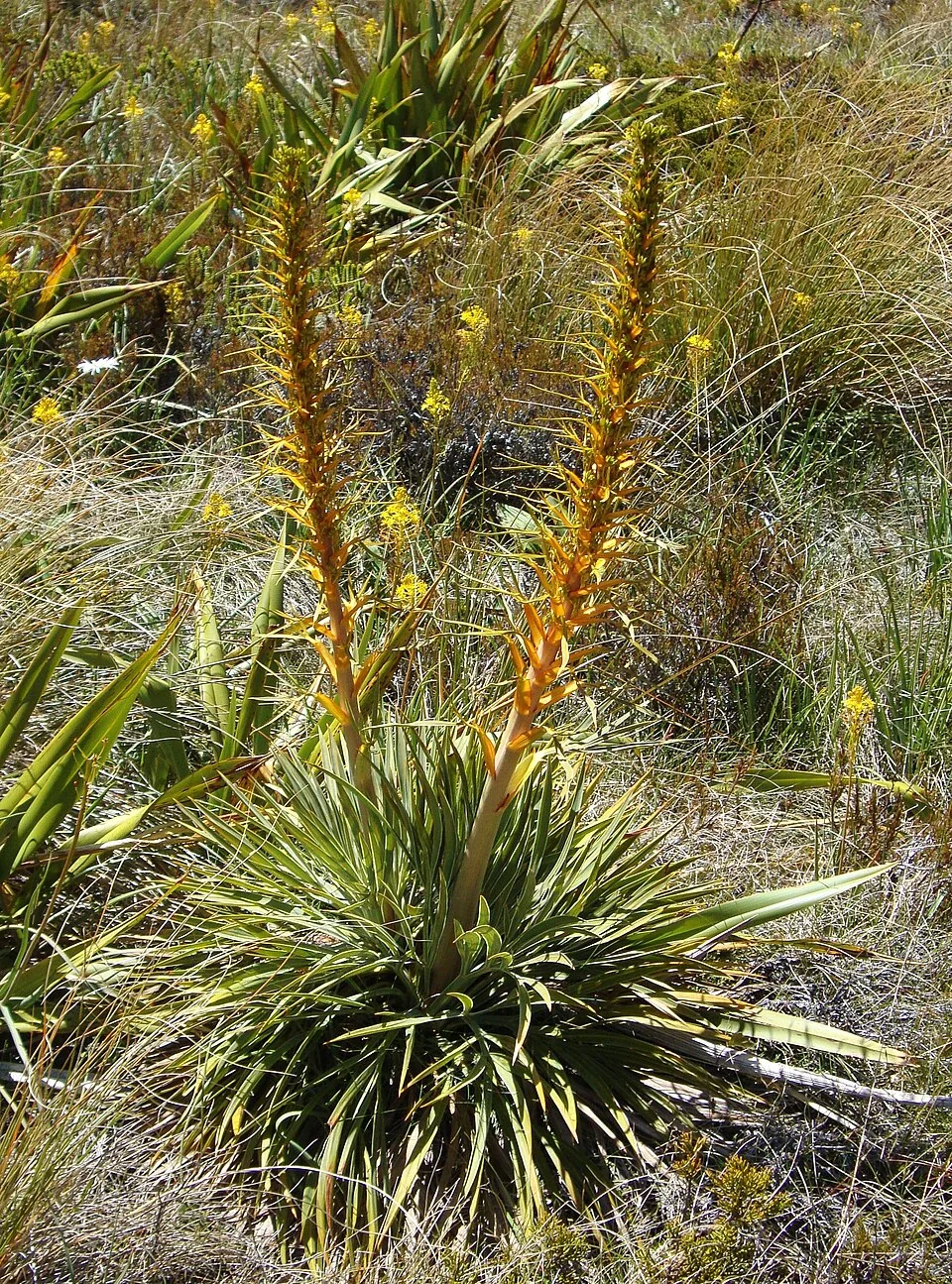 Colenso's Speargrass