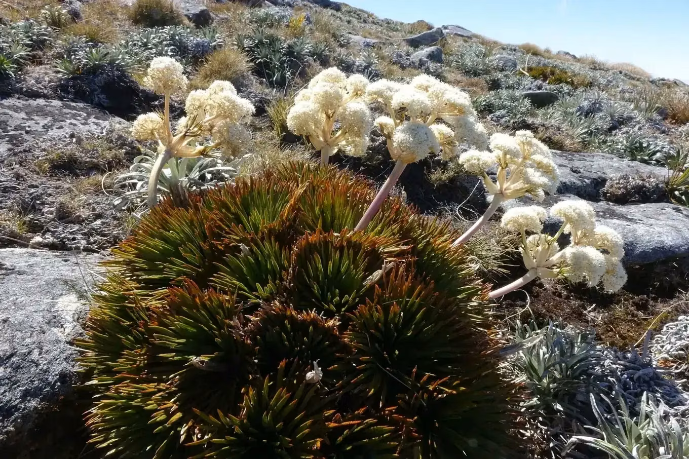 Congested Speargrass (Aciphylla congesta)
