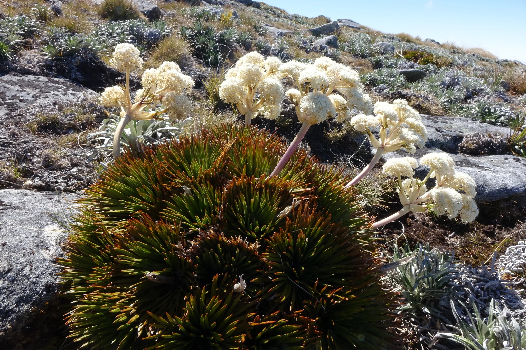 Congested Speargrass