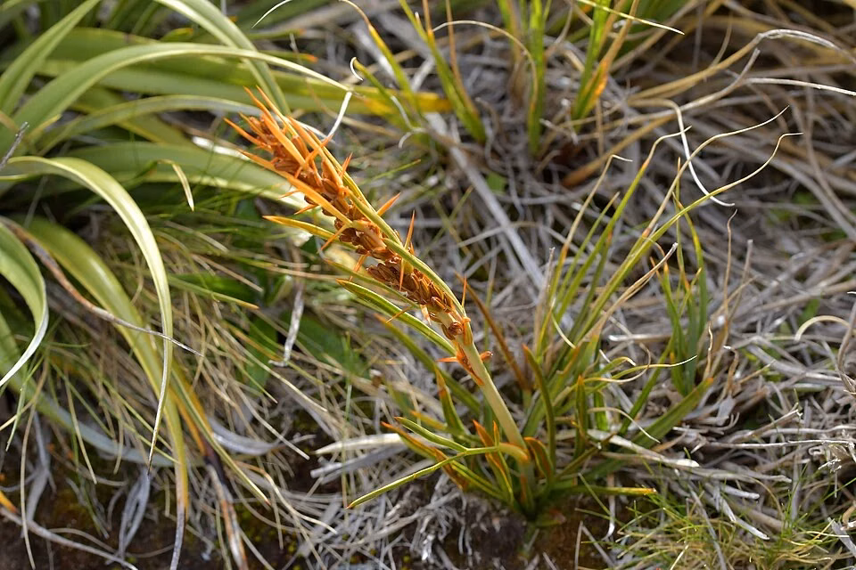 Narrow-leaved Speargrass (Aciphylla crenulata)