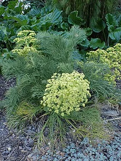 Dieffenbach's Speargrass
