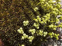 Dobson's Speargrass (Aciphylla dobsonii)