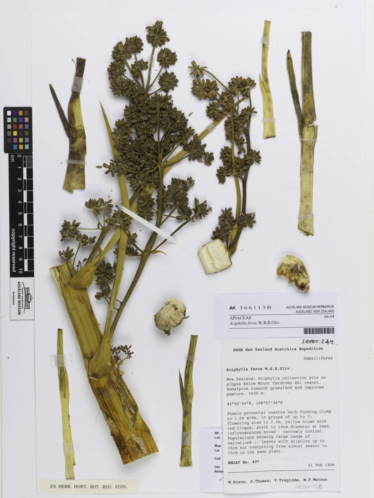 Aciphylla Ferox Native Plant (Aciphylla ferox)