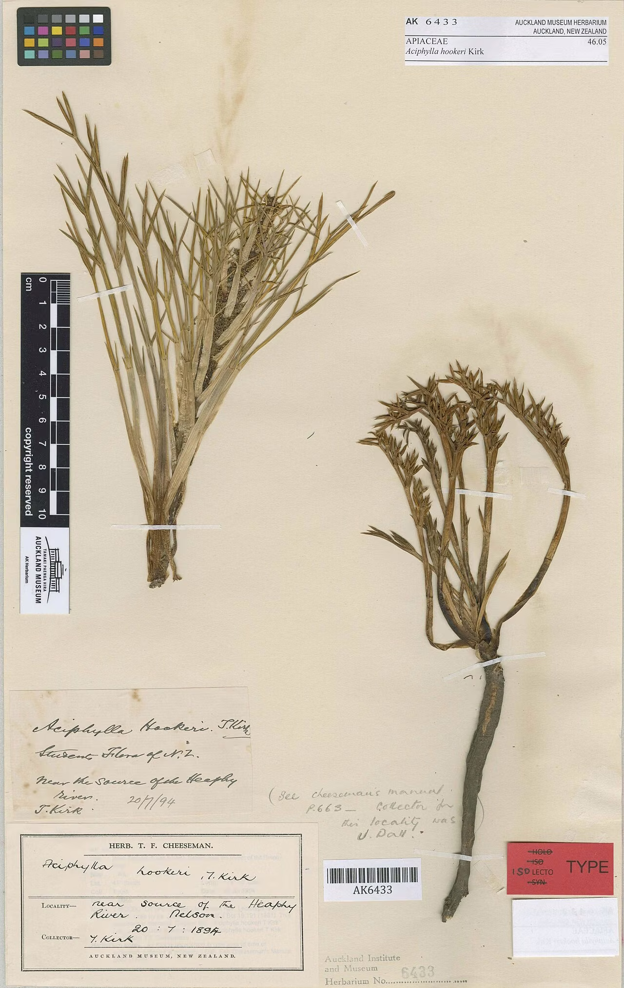 Aciphylla hookeri (Aciphylla hookeri)