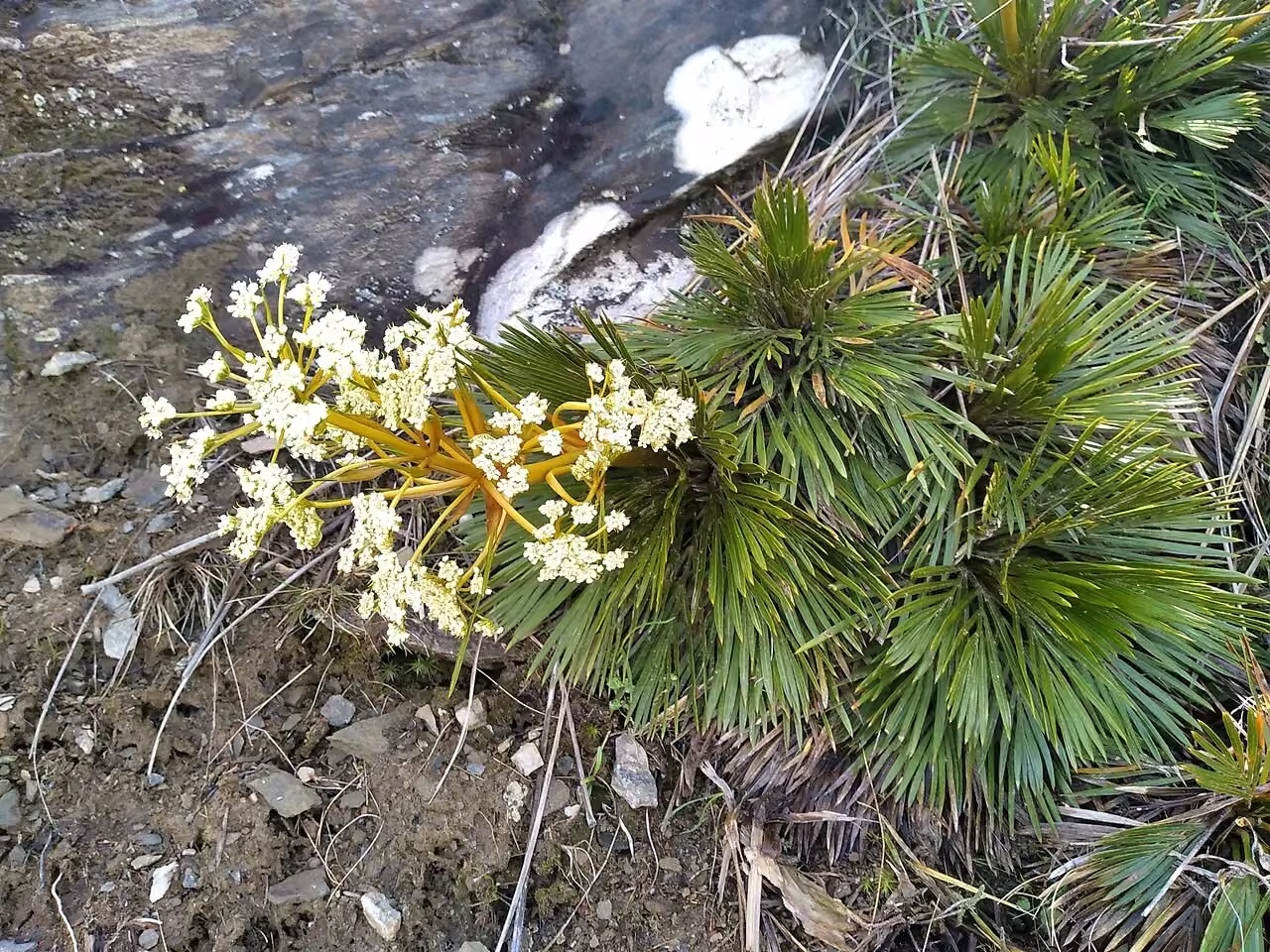 Aciphylla lecomtei (Aciphylla lecomtei)