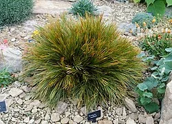 Armstrong's Speargrass (Aciphylla montana) hero image