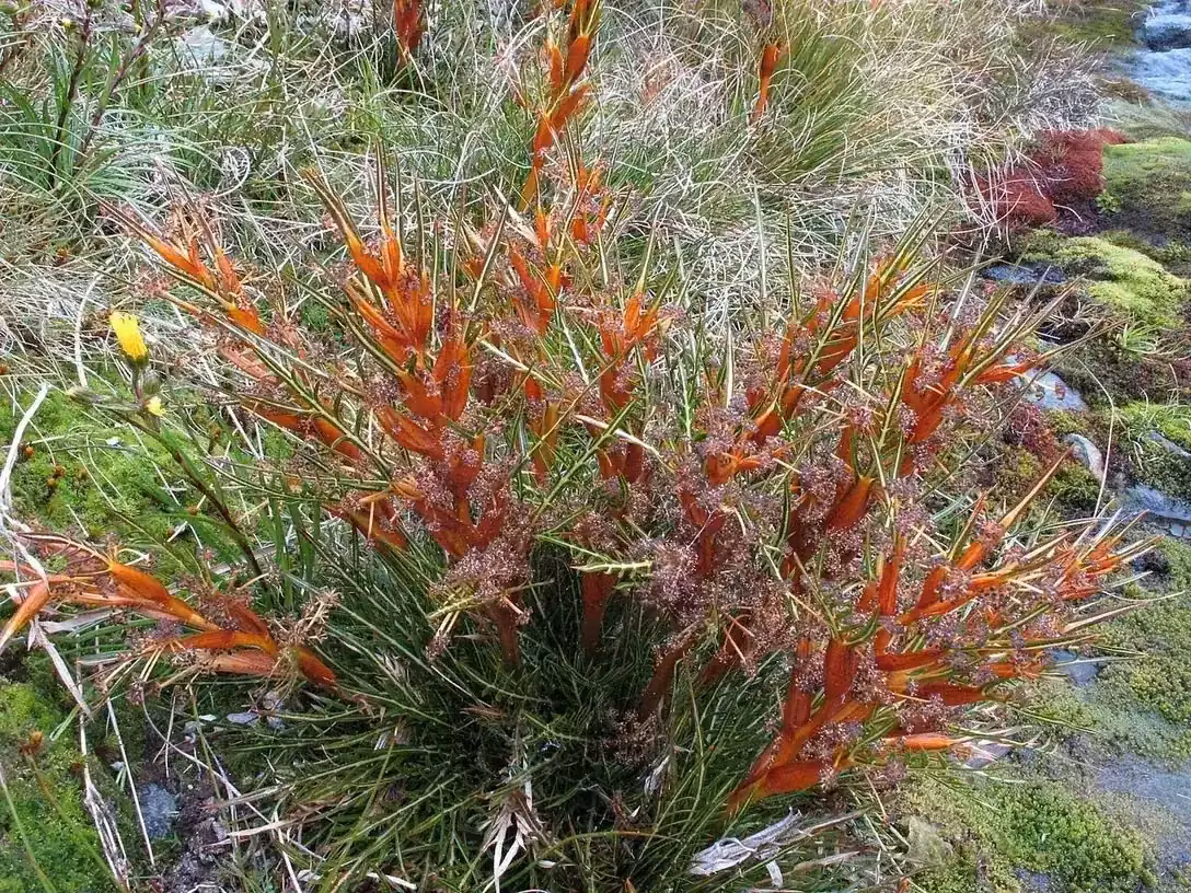 Subalpine Spaniard (Aciphylla pinnatifida)