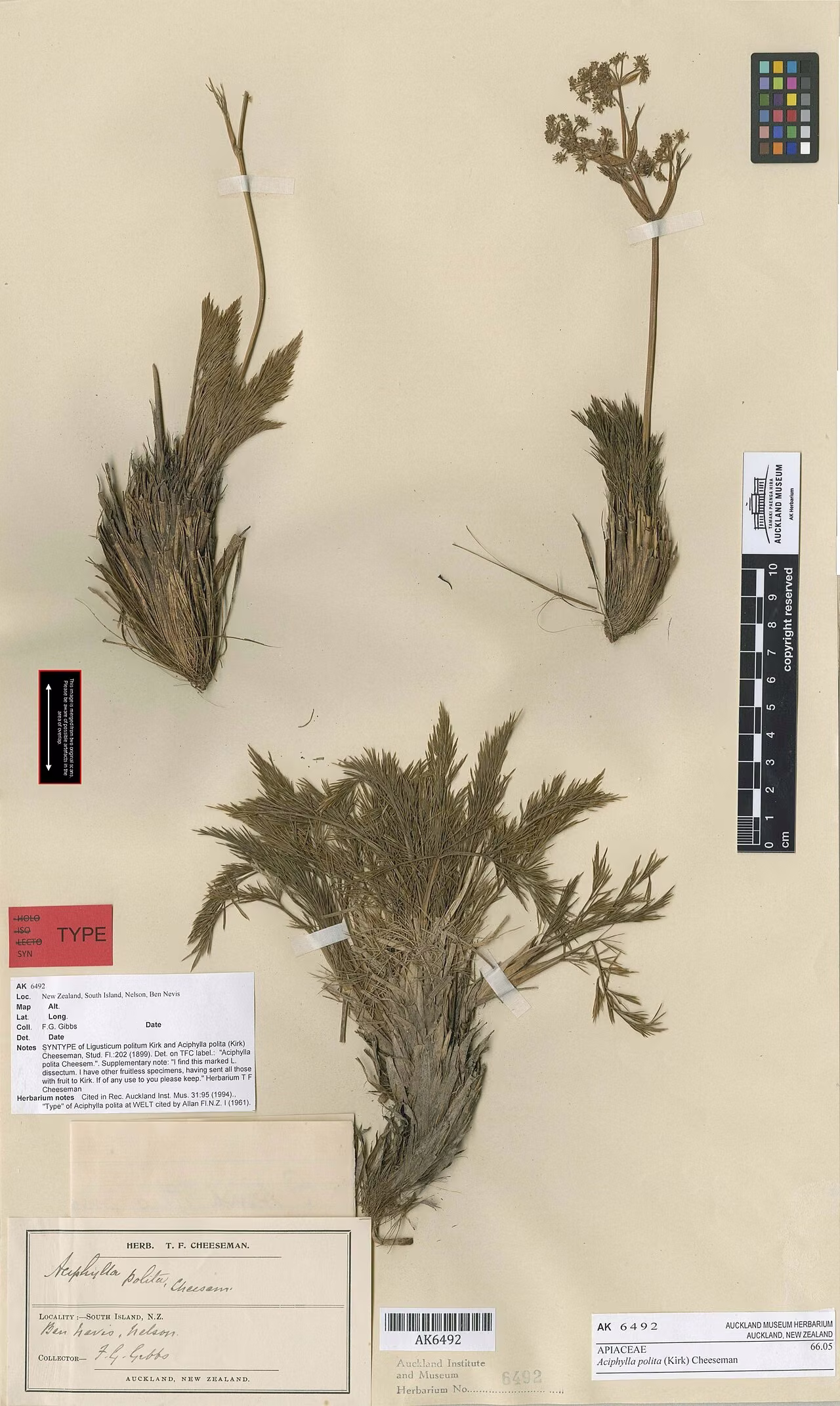 Aciphylla polita (Aciphylla polita)