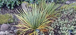Giant Speargrass (Aciphylla scott-thomsonii)