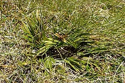 Alpine Speargrass (Aciphylla similis) hero image