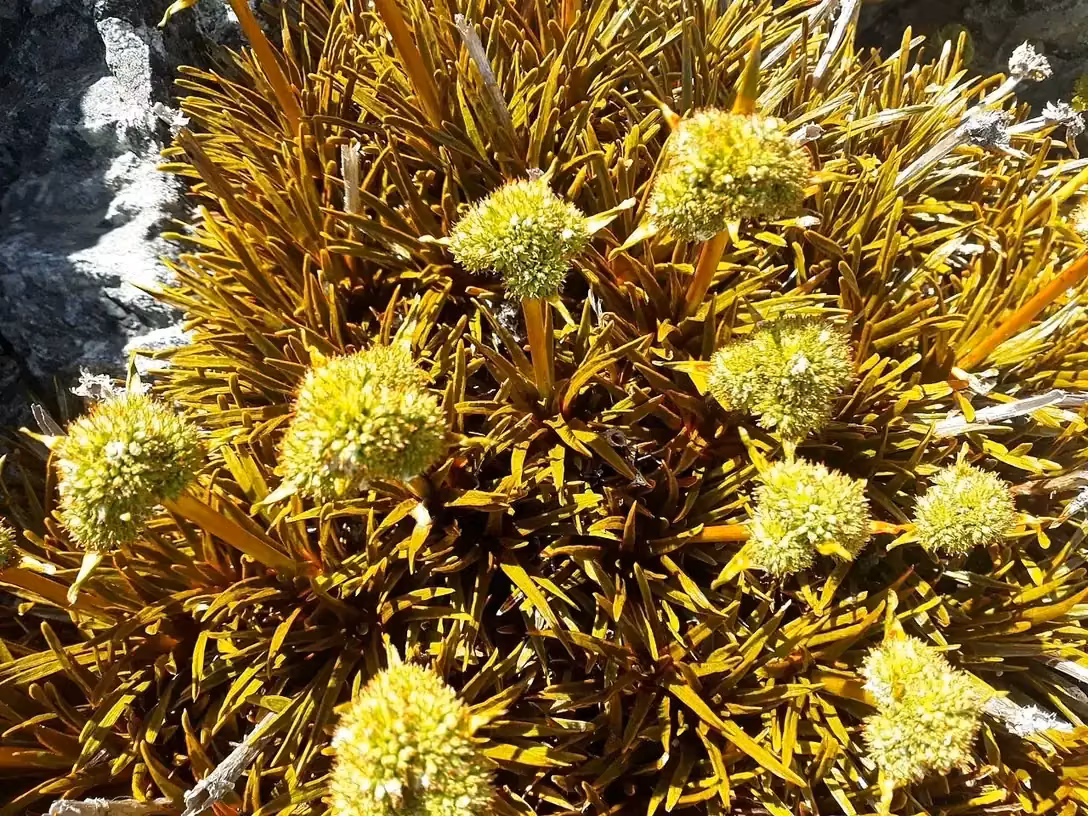 Cushion Speargrass (Aciphylla simplex)