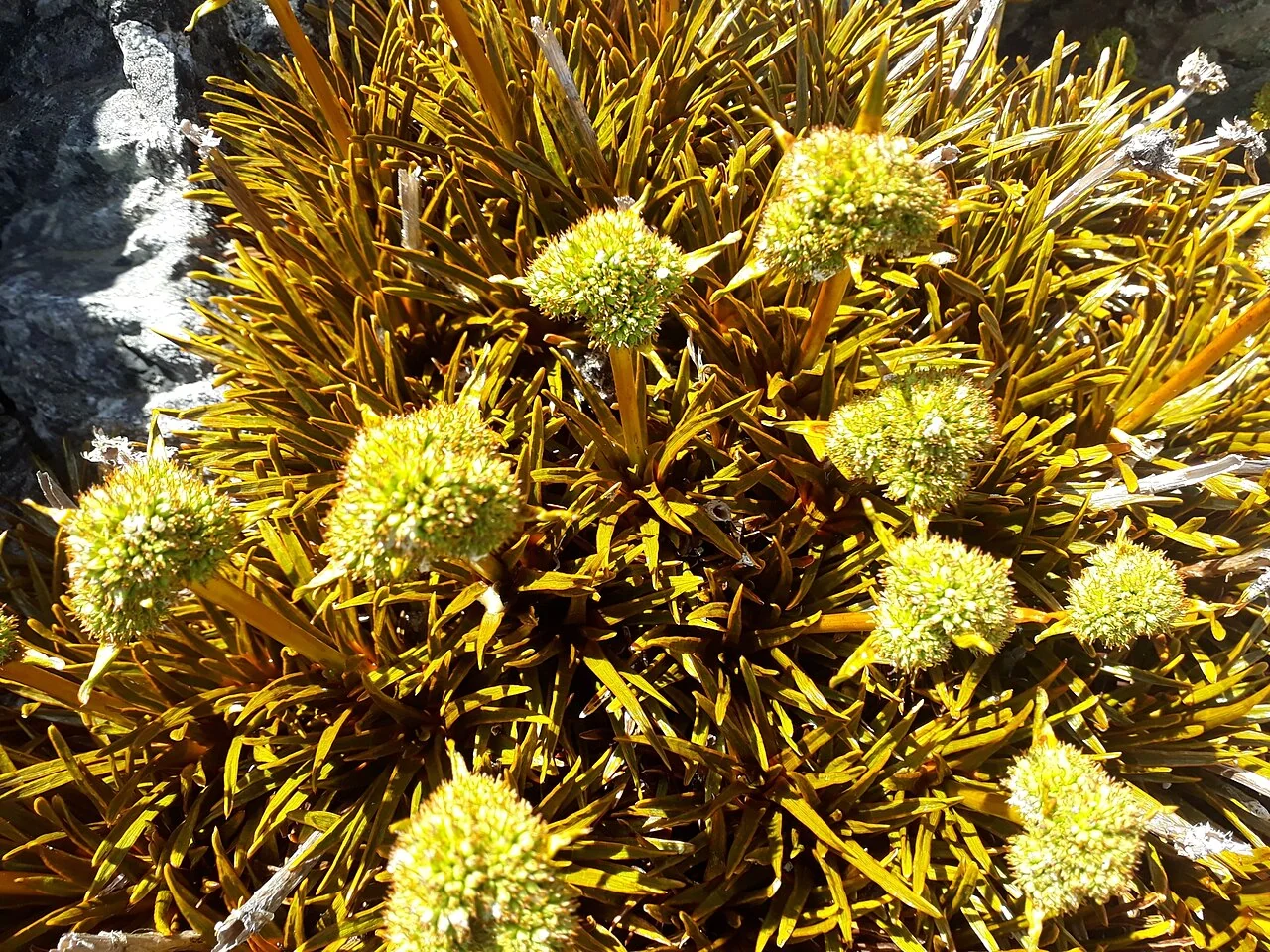 Cushion Speargrass (Aciphylla simplex) hero image
