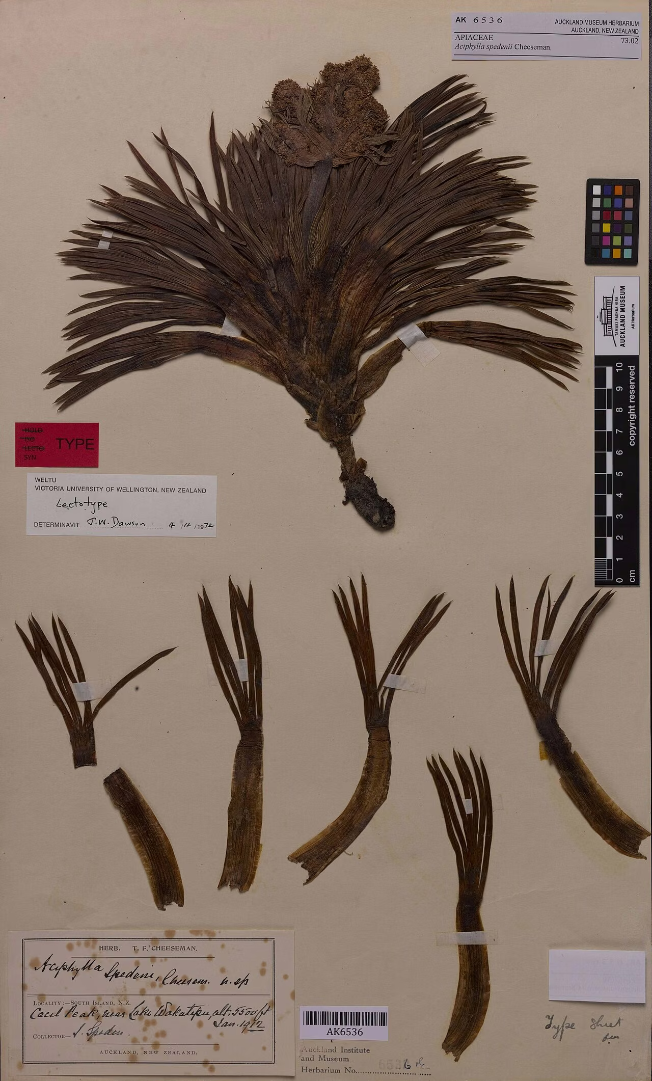 Aciphylla spedenii (Aciphylla spedenii)