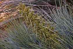 Common Speargrass