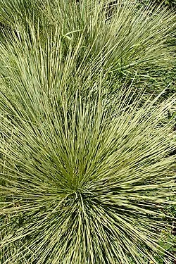 Aciphylla subflabellata clump with spiny, fan-like leaf segments and erect flower spike