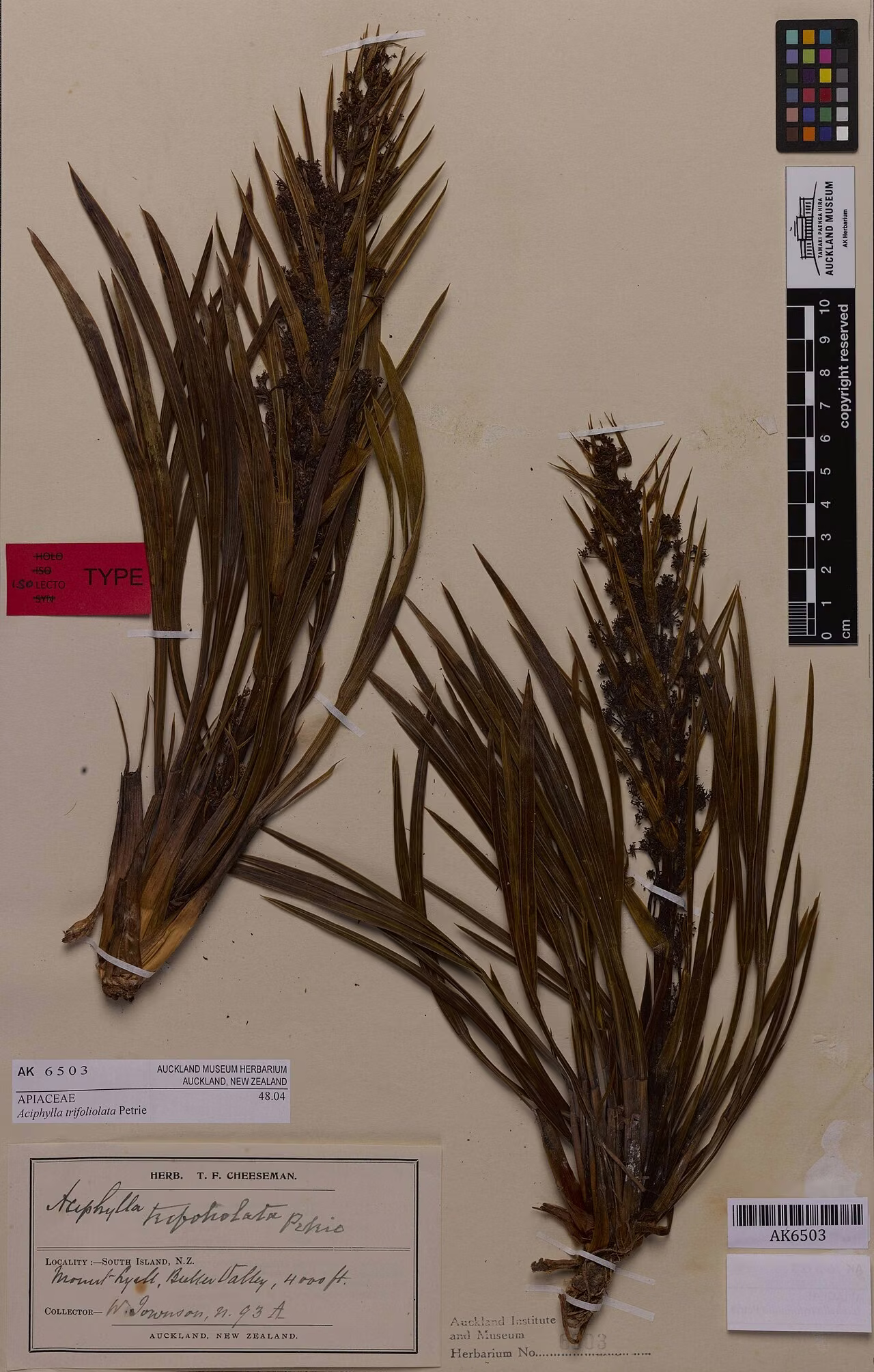 Aciphylla trifoliolata (Aciphylla trifoliolata)