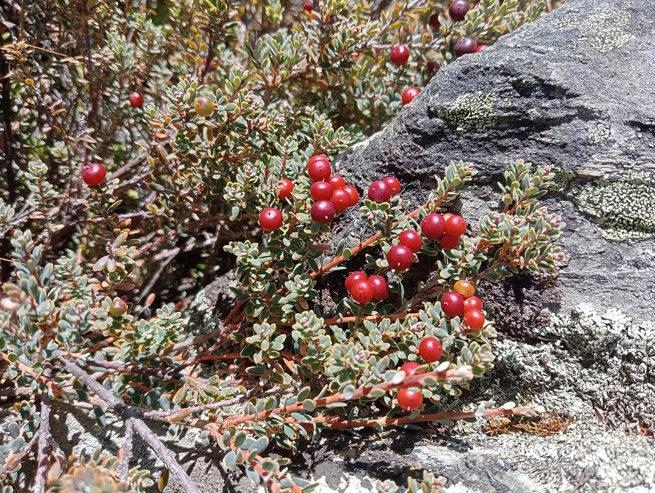 Acrothamnus colensoi, compact heath shrub with small leaves and bell-like flowers