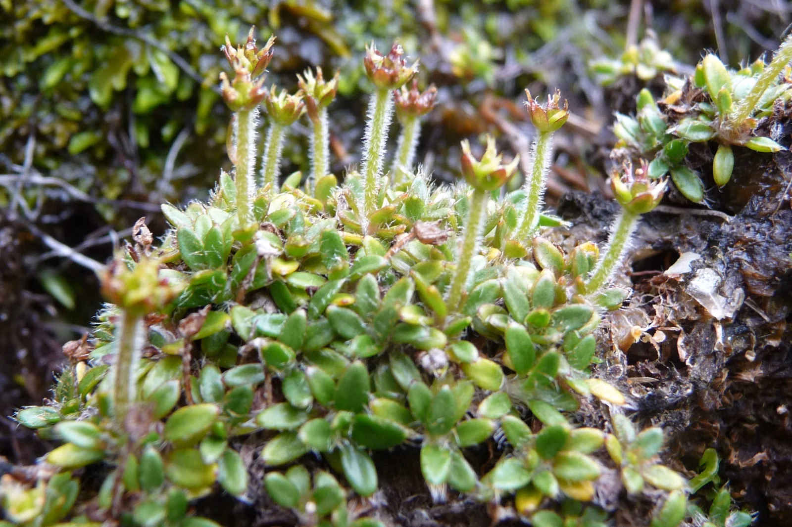 Actinotus Novae Zelandiae Native Plant (Actinotus novae-zelandiae)