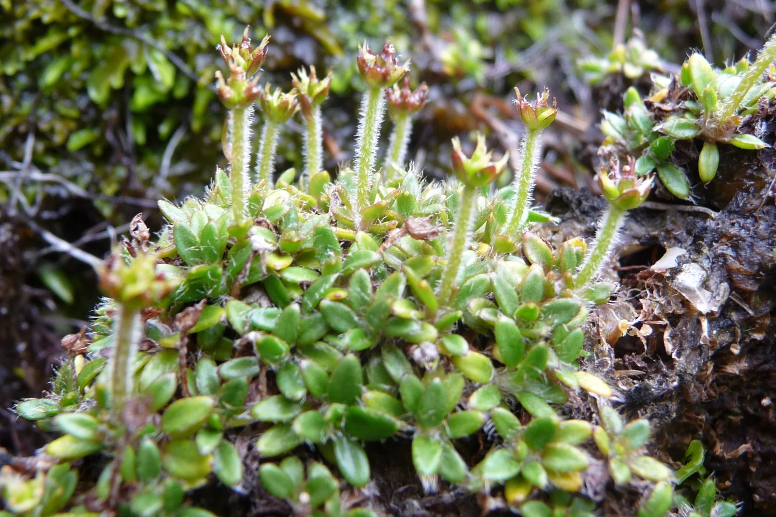Actinotus Novae Zelandiae Native Plant (Actinotus novae-zelandiae)