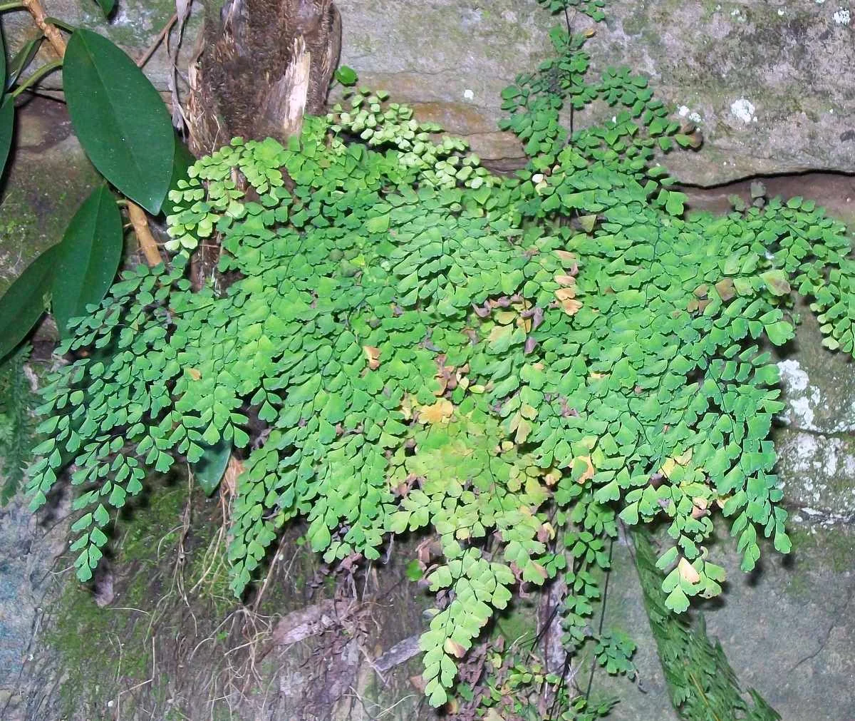 True Maidenhair Fern (Adiantum aethiopicum) hero image