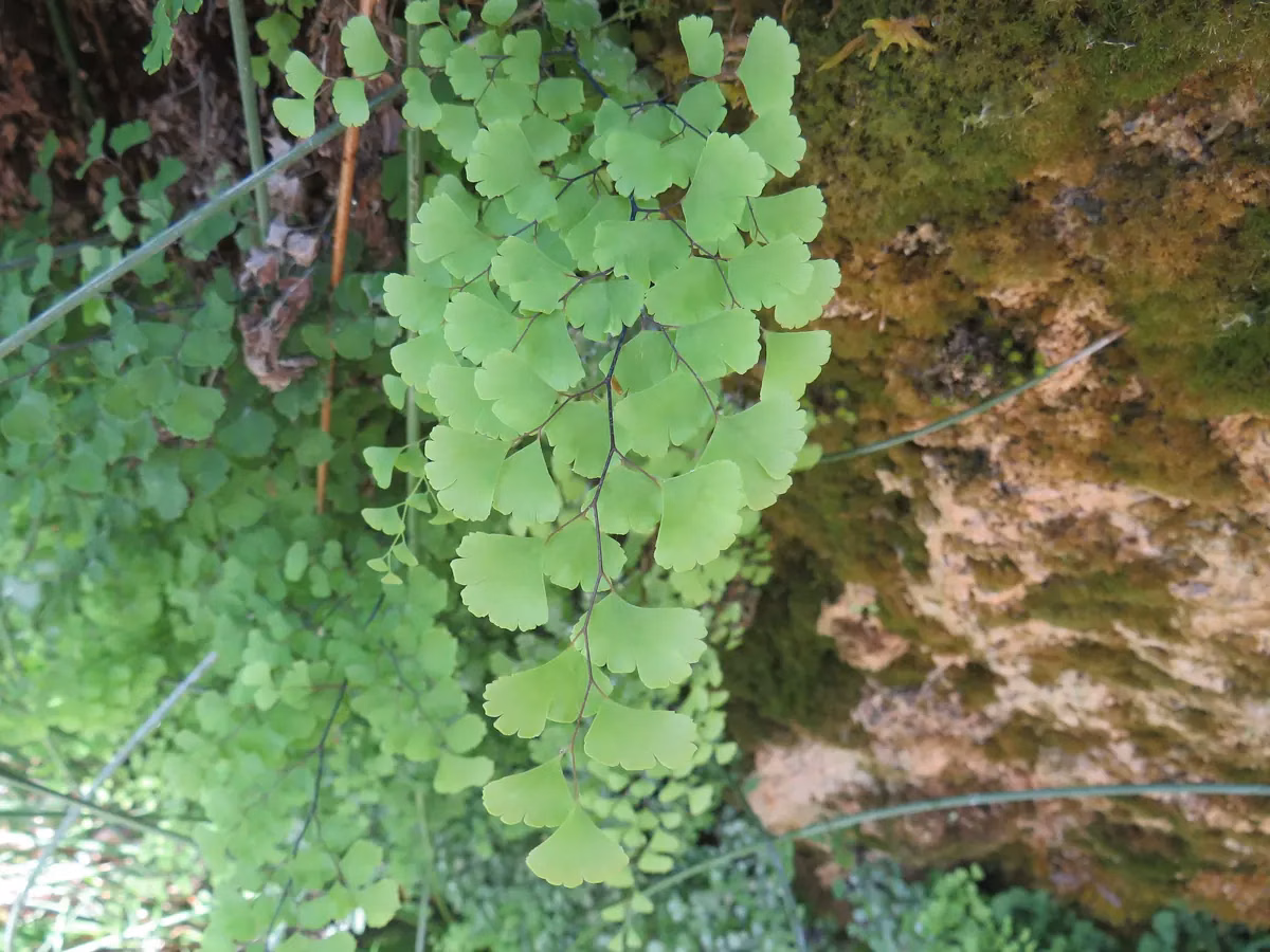 European Maidenhair Fern (Adiantum capillus-veneris) showing delicate fan-shaped leaflets on dark wiry stems